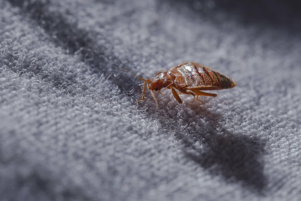 close up to a bed bug