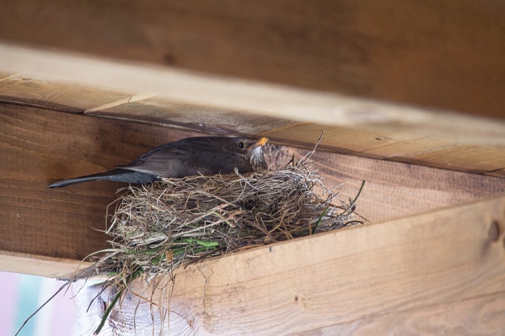bird in nest under porch