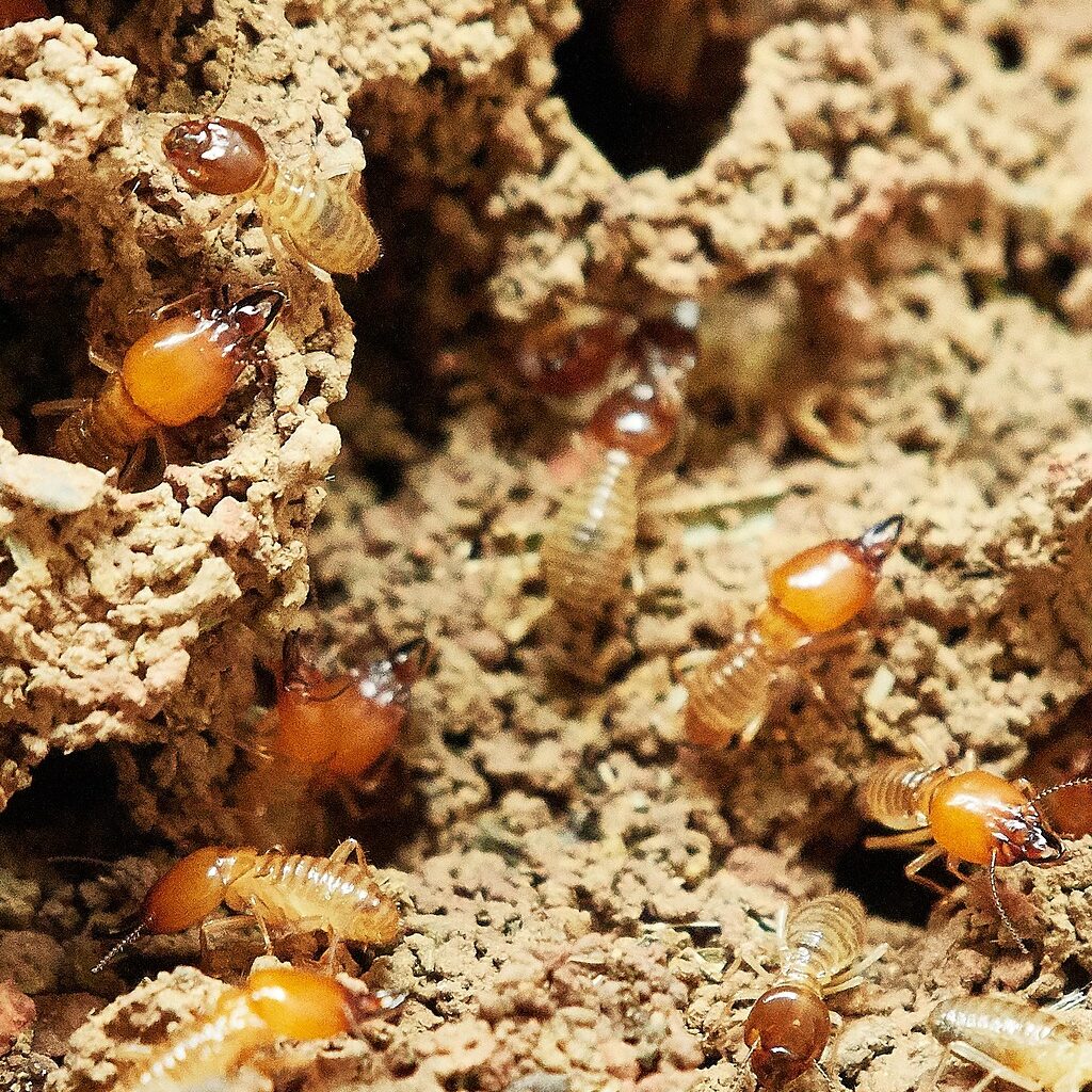 Termites in wood