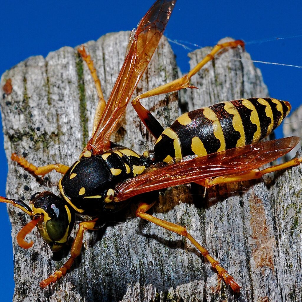 Wasp on fence poast